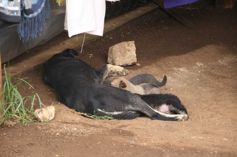 Mexico & Guatemala 2010 - 0432